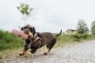 Preview: Hunter Trainer Snack Dummy mit Seil altrosa